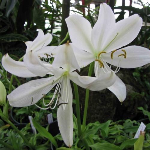 white flowers with white filaments, yellow-black anthers, green stigmas, styles, green stems and leaves