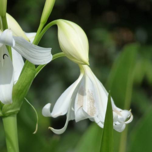 white flowers and off-white buds on light-green petioles and stems
