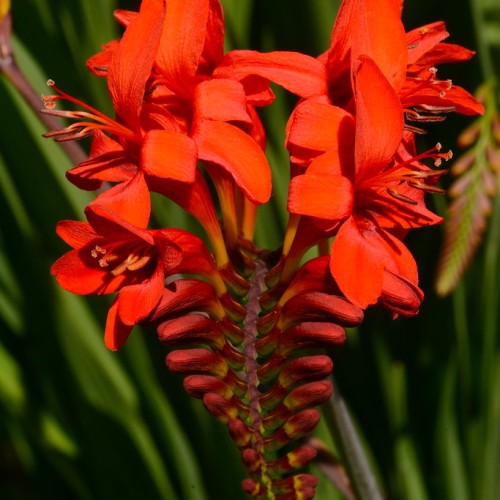 Dark-orange flowers with buds, yellow-orange stigma, orange-brown anthers, orange style and filaments.