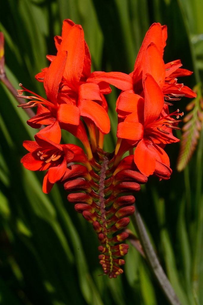 orange-red flowers and buds with red filaments and yellow anthers on a red stem 