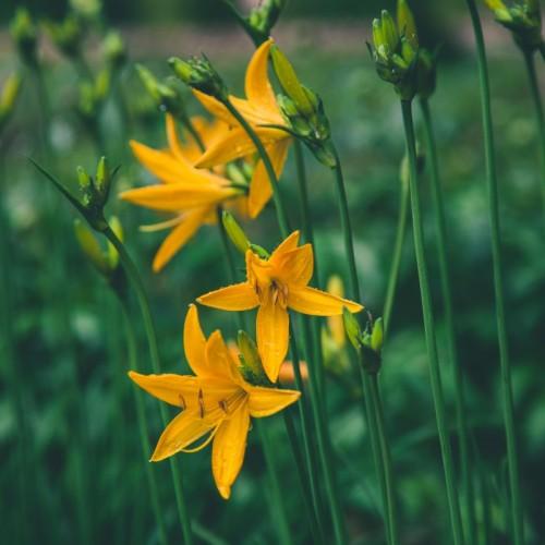 yellow flowers with yellow-brown anthers, yellow filaments, lime-green buds and dark-green stems
