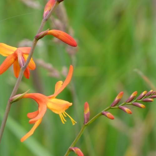 yellow-orange flowers with yellow stamens, purple-orange buds and green-brown stems