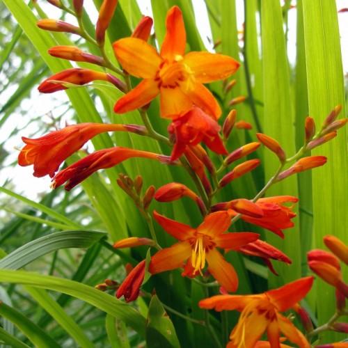 orange flowers with yellow filaments, anthers, ruby-orange buds, lime leaves and stems