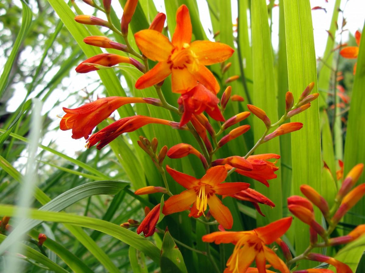 orange flowers with yellow filaments, anthers, ruby-orange buds, lime leaves and stems