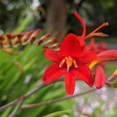 orange-red flowers with orange center and red-orange stamens on red-brown branches