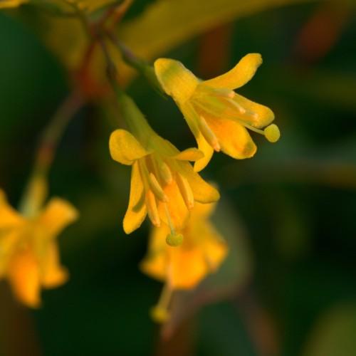 yellow flowers with stamens, yellow stigmas and green-orange stems