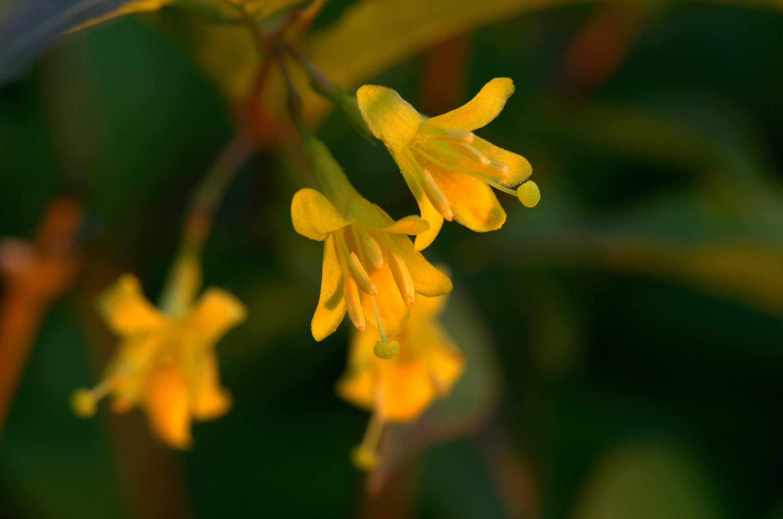 yellow flowers with stamens, yellow stigmas and green-orange stems 