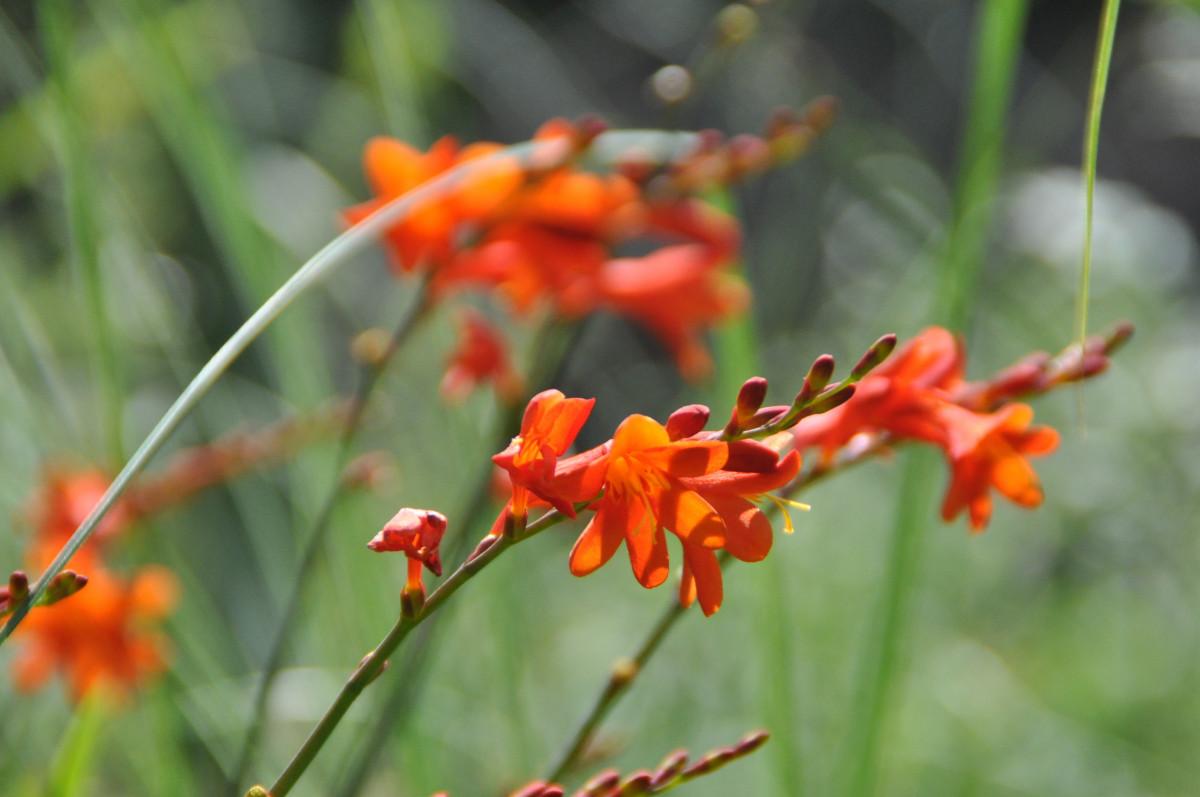 orange flowers with yellow stamens, ruby buds, green leaves and stems
