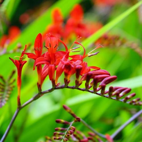 red flowers with red filaments, purple anthers, maroon buds, lime leaves and purple stems