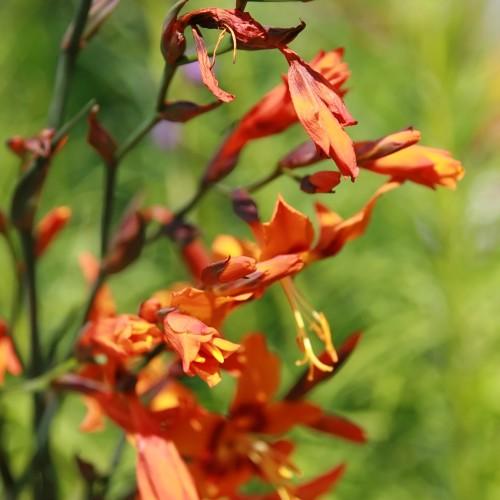 orange flowers with yellow stamens, purple-orange buds, lime leaves and green stems