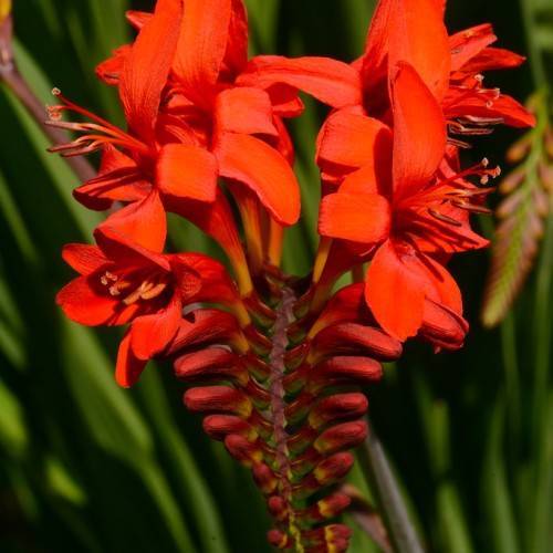 orange-red flowers and buds with red filaments and yellow anthers on a red stem