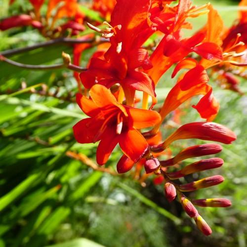 orange flowers with orange stamens, yellow-ruby buds, lime foliage and brown stems