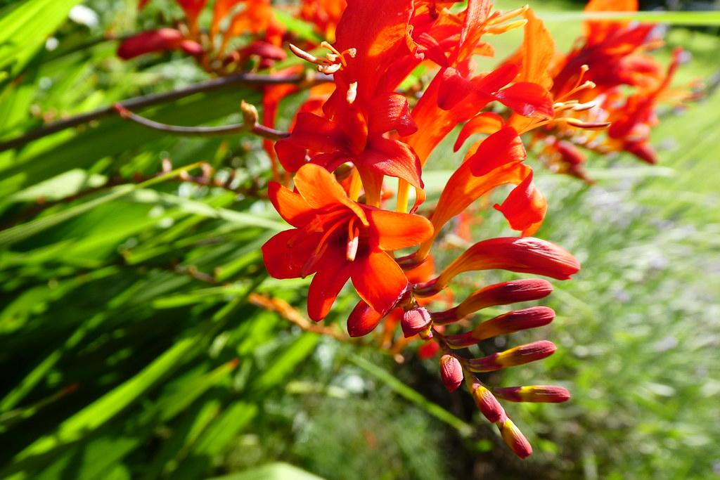 orange flowers with orange stamens, yellow-ruby buds, lime foliage and brown stems