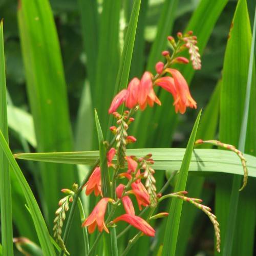 pink-orange flowers, pink-orange buds and green leaves on green stems