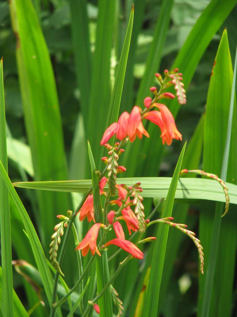 pink-orange flowers, pink-orange buds and green leaves on green stems