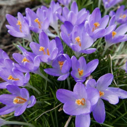 violet flowers with orange filaments and orange-white anthers on white stems