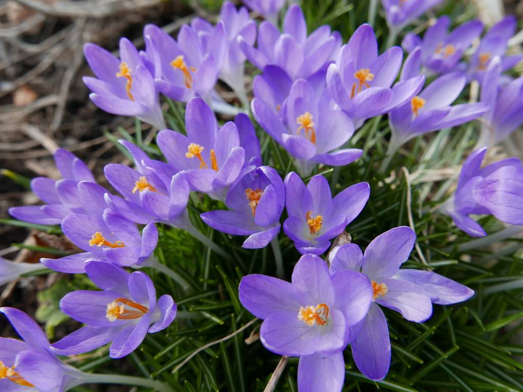 violet flowers with orange filaments and orange-white anthers on white stems