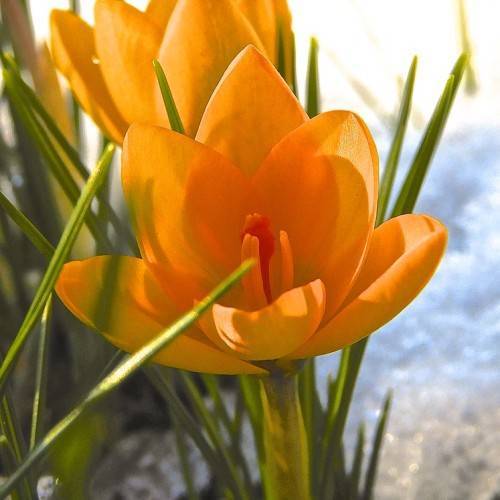 light-orange flowers with orange stamens on lime-green stems
