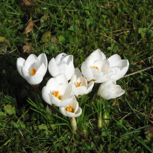 white flowers with yellow-orange stamens, green stems and leaves