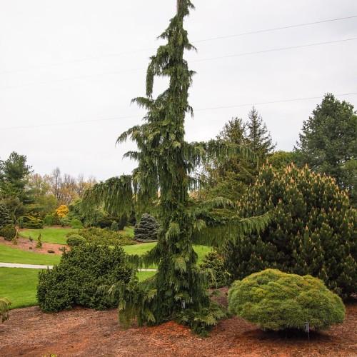 A tree with a thin brown trunk and multiple brown branches that are full of dark green leaves .