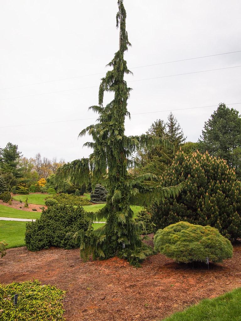 A tree with a thin brown trunk and multiple brown branches that are full of dark green leaves .