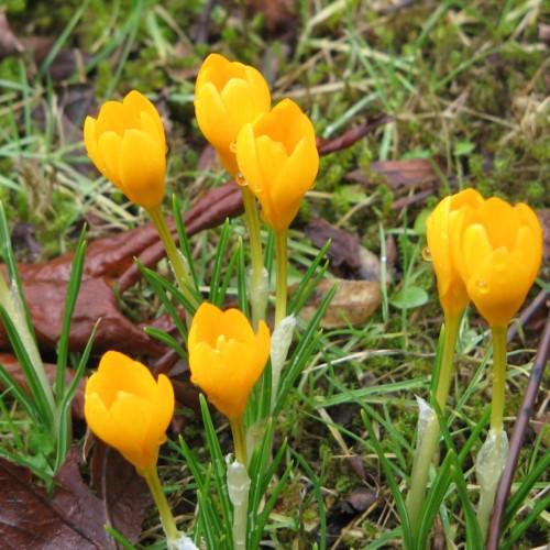 yellow flowers with lime-yellow stems and green foliage