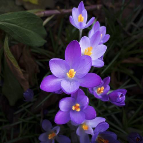 violet flowers with orange filaments and orange anthers
