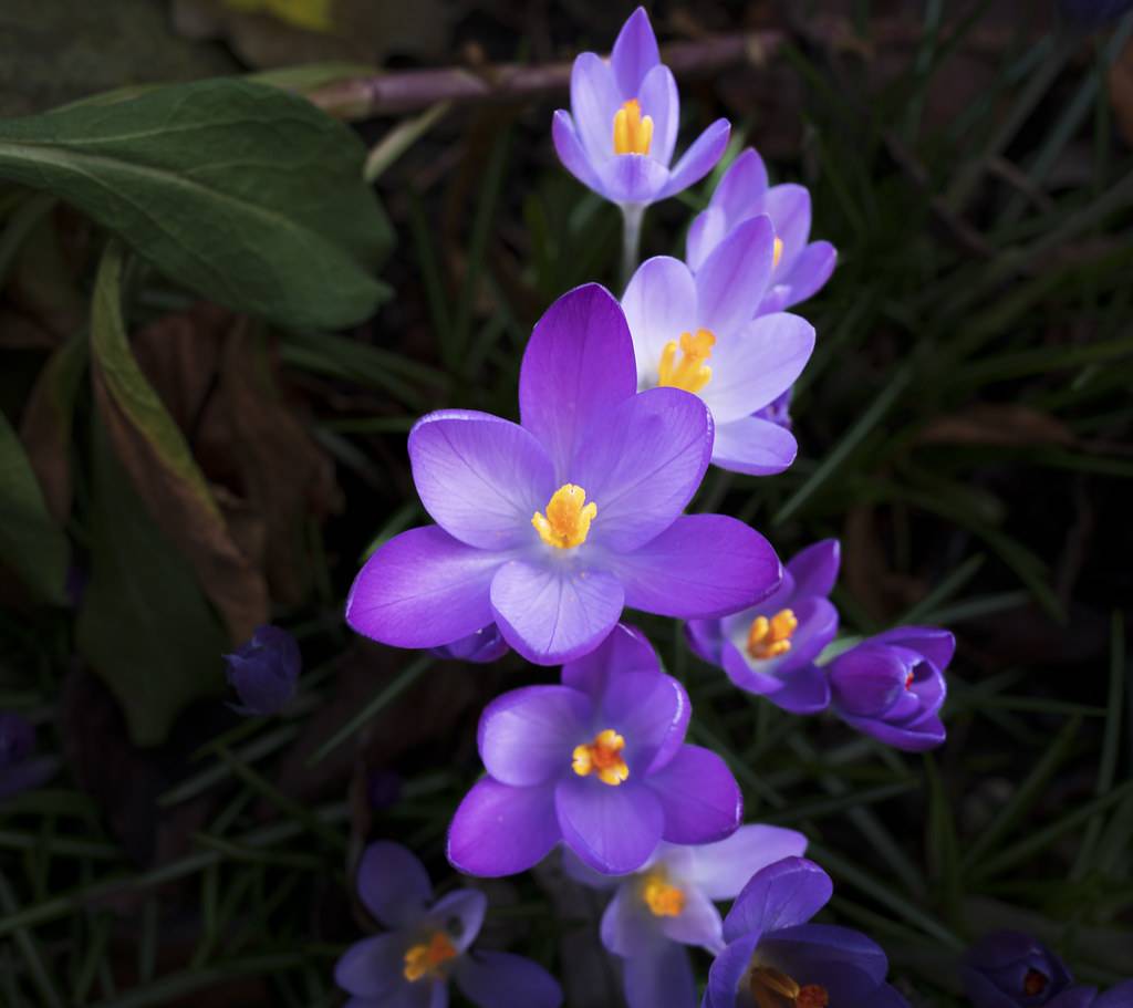 violet flowers with orange filaments and orange anthers