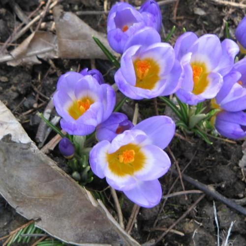 violet-white flowers with brown-yellow center, orange stamens, brown stems and green leaves