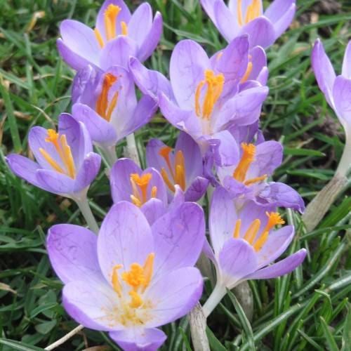 violet flowers with light-orange filaments and anthers on white-gray stems