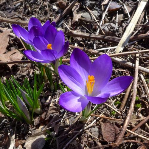 white-violet flowers with orange-yellow filaments, green foliage and lime-brown stems