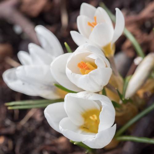 white flowers with light-orange center, orange-yellow stamens and green stems