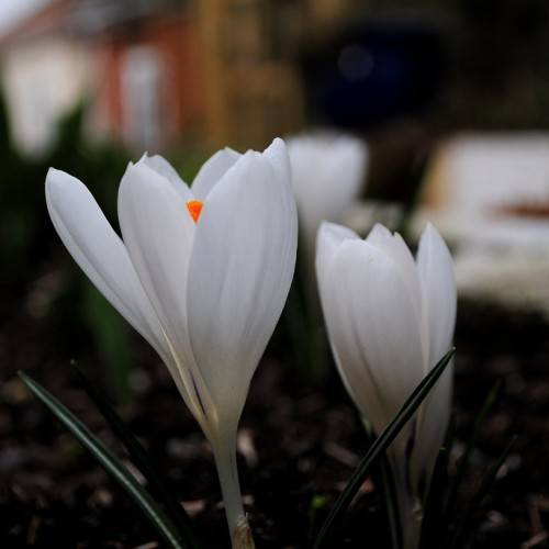 white flowers with orange-yellow stamens and gray stems