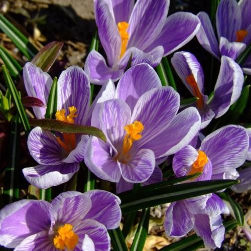 purple-white flowers with orange stamens, green-yellow leaves and green stems