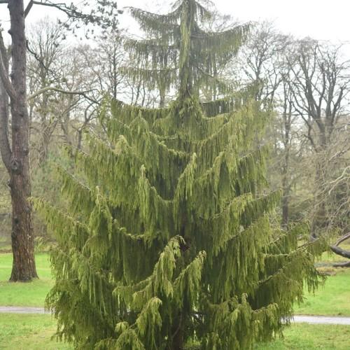 A medium-sized tree, with a brown trunk and multiple green branches that are full of green leaves.