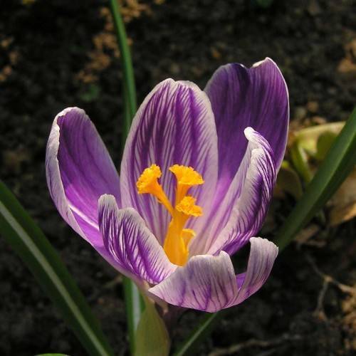 a purple-white flower with orange filaments and orange anthers and green stems