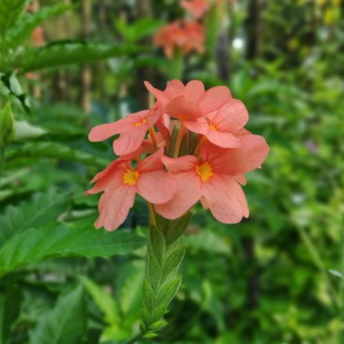 pink-orange flowers with yellow center, yellow-green stems and green leaves