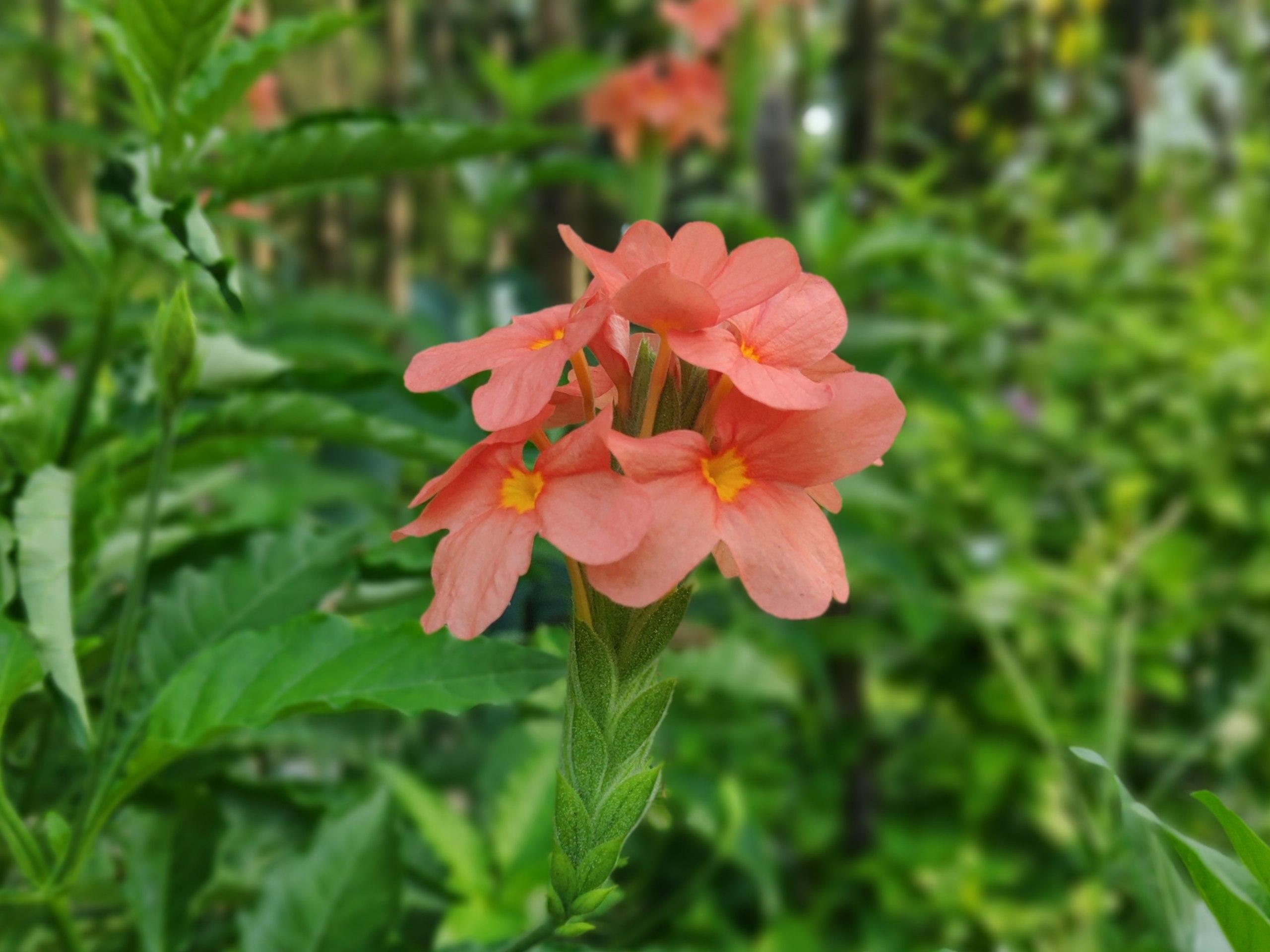 pink-orange flowers with yellow center, yellow-green stems and green leaves