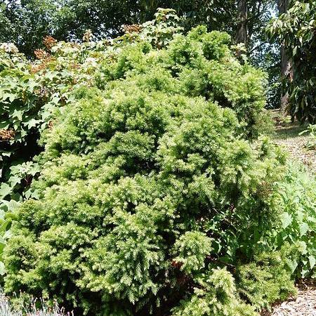 light-green foliage