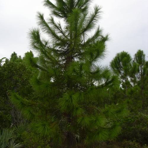 dark-green foliage on dark-brown branches and a dark-brown trunk