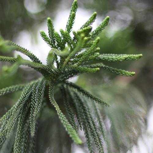 dark-green foliage