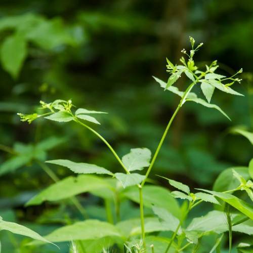 white flowers and light-green leaves on light-green petioles and stems