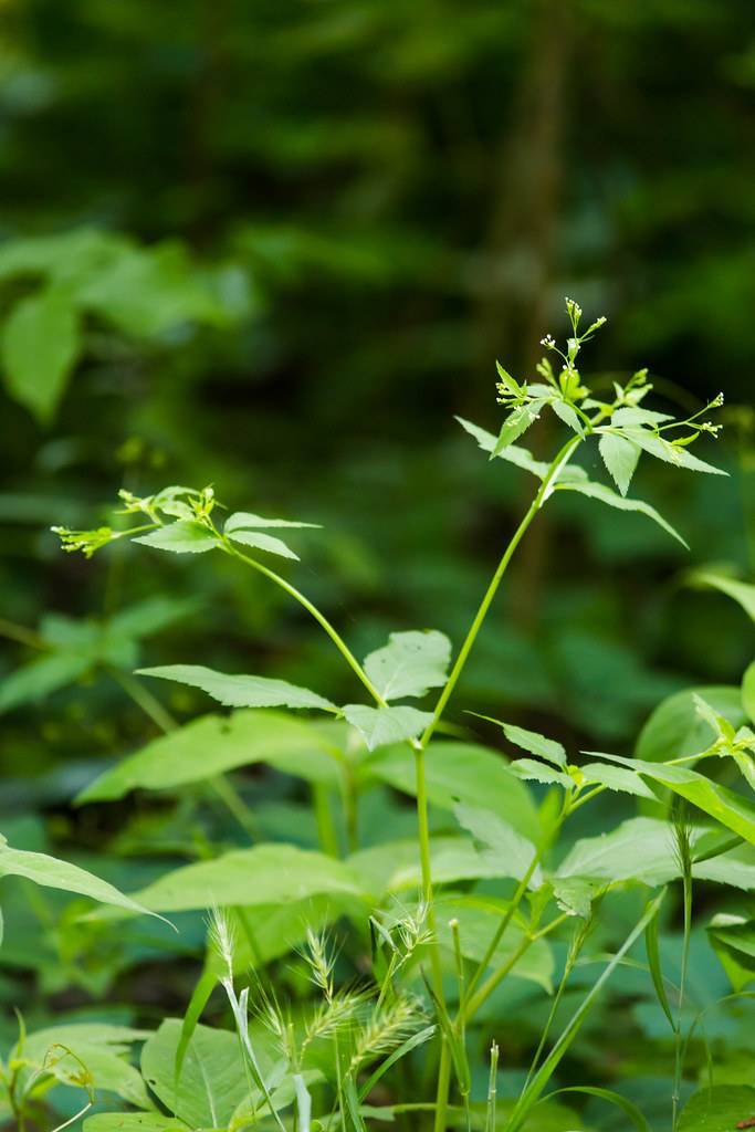 white flowers and light-green leaves on light-green petioles and stems