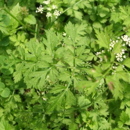 white flowers and light-green leaves on green petioles and stems