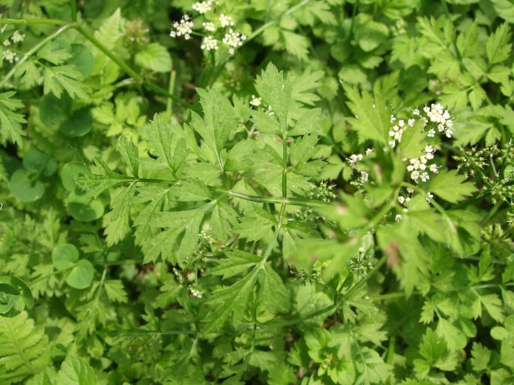white flowers and light-green leaves on green petioles and stems 