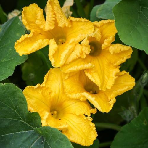 dark-yellow flowers with yellow center and dark-green leaves with light-green veins and midribs