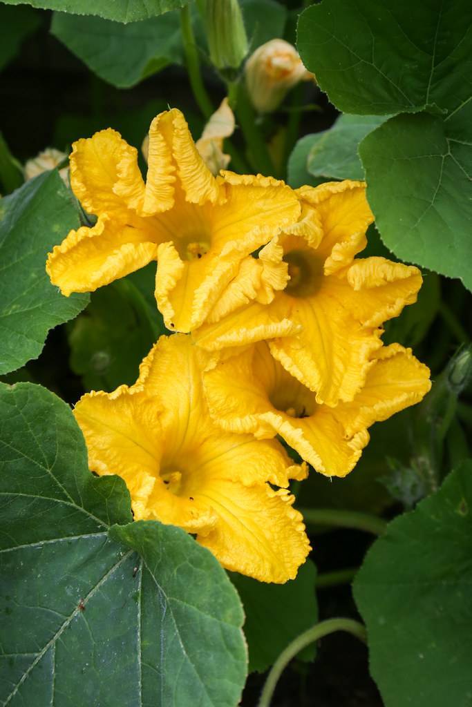 dark-yellow flowers with yellow center and dark-green leaves with light-green veins and midribs