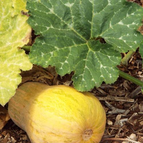 a yellow fruit and a dark-green leaf with light-green veins and midribs on a green stem