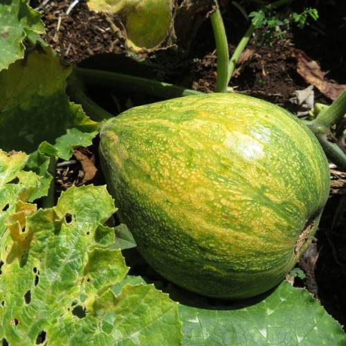 a green-yellow fruit with green-yellow leaves with light-green veins on light-green stems