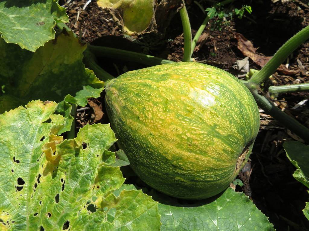 a green-yellow fruit with green-yellow leaves with light-green veins on light-green stems